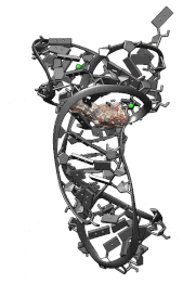 ZTP riboswitch RNA structure