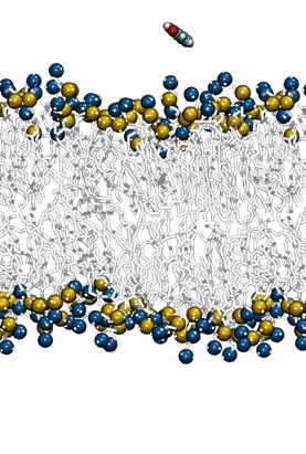Benzoic acid permeating a DMPC phospholipid bilayer